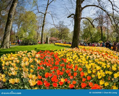 As Tulipas Coloridas Super Florescem No Keukenhof Famoso Foto De Stock