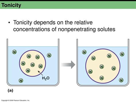 Ppt Membrane Dynamics Movement And Potential Powerpoint Presentation