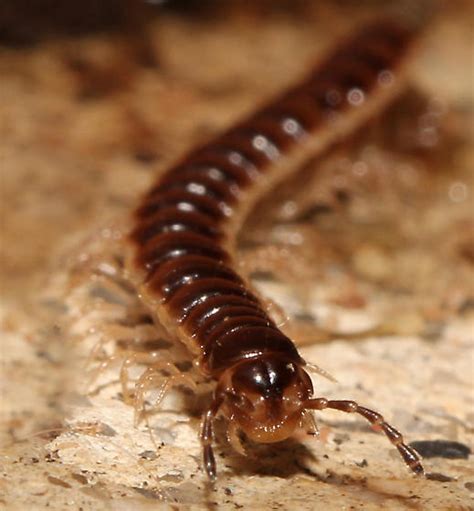 Millipede Oxidus Gracilis Bugguide Net