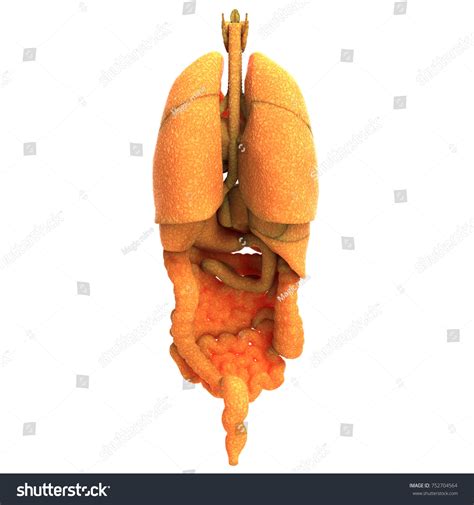 3d Illustration Human Body Organs Anatomy Stock Illustration 752704564 ...