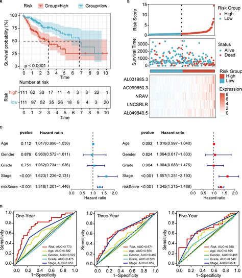 Frontiers A Novel Ferroptosis Related Long Non Coding Rna Prognostic