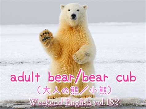 【週末英語 182】英語で熊は「bear」だけど、大人の熊や小熊はなんて言う？ てふてふさんぽ