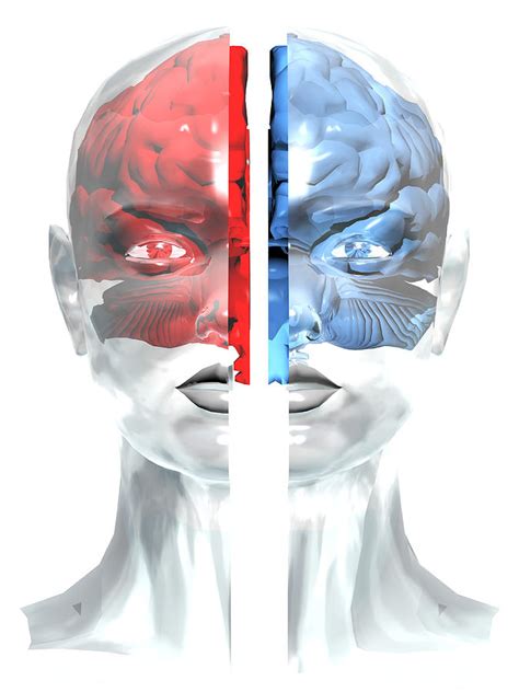 Split Brain Conceptual Artwork 1 Photograph By Laguna Design Pixels