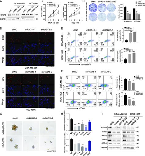 Rad Promotes Tnbc Cell Proliferation And Maintains The Stemness Of