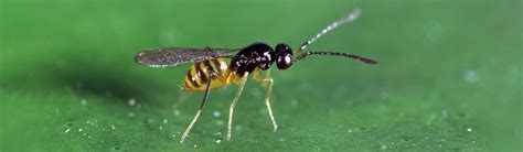 Glassy-Winged Sharpshooter Cosmocomoidea Parasitoids / UC Statewide IPM ...