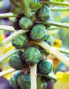 Mary Berry S Delicious Brussels Sprouts With Cashews Recipe ShunCy