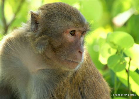 Photographic Wildlife Stories In Uk Hong Kong A Visit To The Macaque