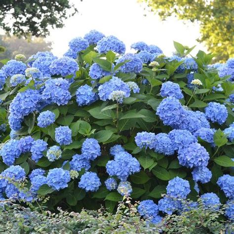 15 Major Types of Hydrangeas And How To Identify Them - AMERICAN GARDENER