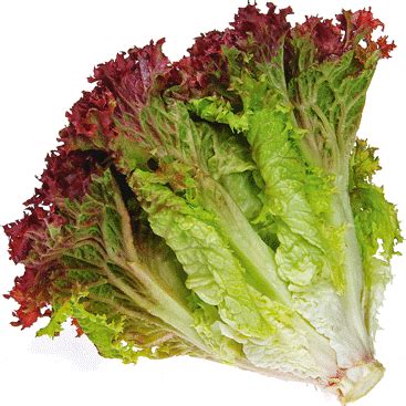 Lettuce - Loose Leaf – AgriTech North