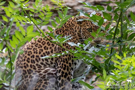 Javan leopard Panthère de Java Panthera pardus melas Flickr