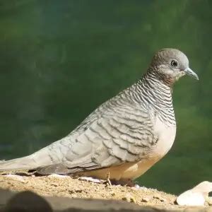 Peaceful dove - Facts, Diet, Habitat & Pictures on Animalia.bio