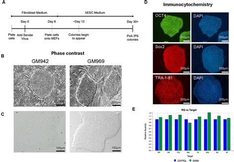 Frontiers Novel Scalable And Simplified System To Generate Microglia