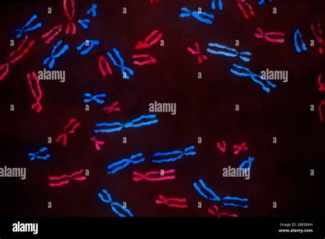 Metaphase Chromosomes Hi Res Stock Photography And Images Alamy