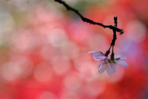 紅葉と不断桜 Id 2046 ご当地写真・イラスト素材サイト Pictyピクティ