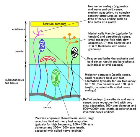 Figure A1 Schematic Cutaneous Structure And Receptor In Dermatology