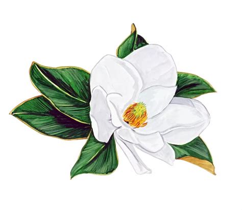 Louisiana State Flower Magnolia Facts | Best Flower Site