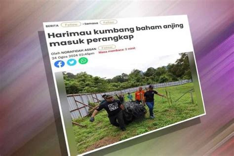 KONFLIK HARIMAU KUMBANG 17 TANGKAPAN SEJAK 2023 Laman Web MKN