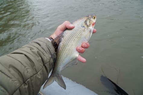 First Ever Gizzard Shad On The Fly Rflyfishing