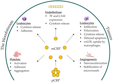 High Protein In Blood Infection at Sebastian Williams blog