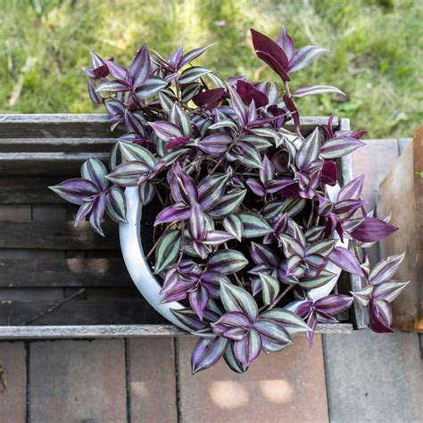 Tradescantia Una Pianta Affascinante Per Decorare Casa E Giardino