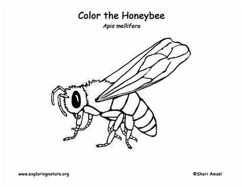 Honey Bee Coloring Page Printable