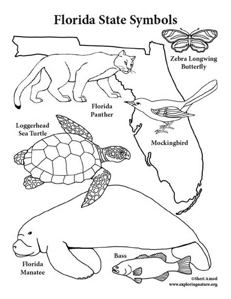 Florida State Symbols Coloring Pages - Team Coloring