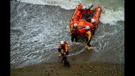 Wicklow Rnli Rescue Stranded Dog Rnli