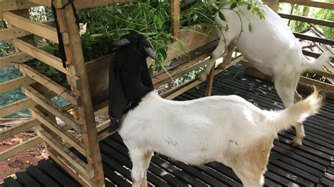 Jamunapari Goat Male Saanan Goat Female Fancy Goats Farming Pet Video