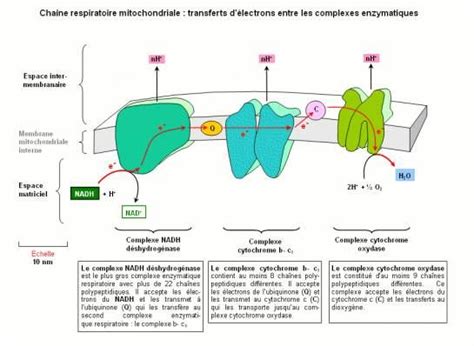 Banque De Schémas Svt Académie De Dijon Mitochondrie Chaîne