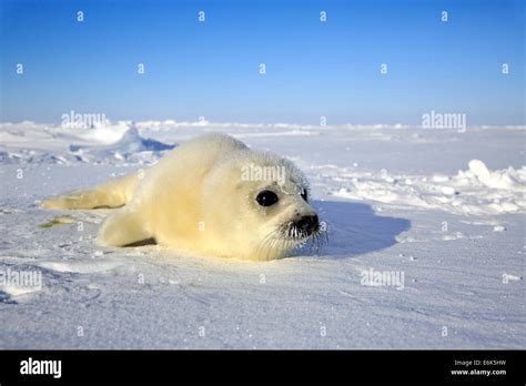 Harp Seal Pagophilus Groenlandicus Phoca Groenlandica Pup On Ice Magdalen Islands Gulf Of