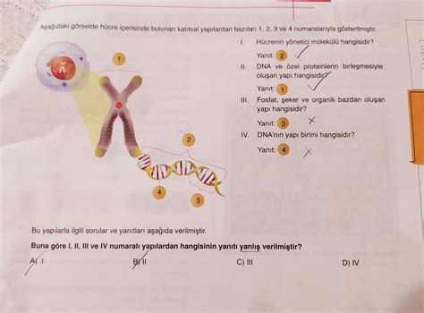 Anlatarak Cevap Verir Misiniz Zellikle Dna N N Yap Birimi Ve Yap