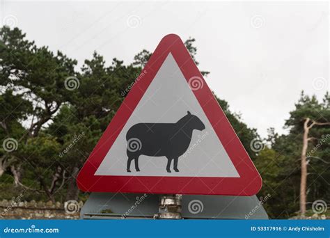 Sheep On Road Triangular Warning Sign United Kingdom Stock Photo