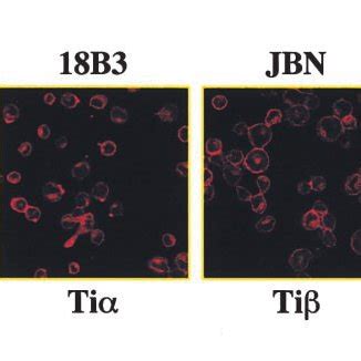 Interaction Between Trim And The Tcr In Peripheral Blood T Cells A