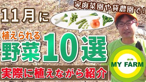 11月に種まき・苗植えできる野菜10選！植え方も紹介します｜初心者向け菜園ムービー Youtube