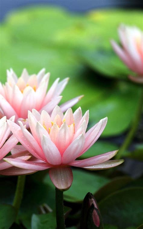 1600x2560 Water Lily Pink Flowers Leaves Graphy Pink Water Lily Hd