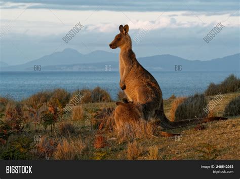 Macropus Giganteus - Image & Photo (Free Trial) | Bigstock