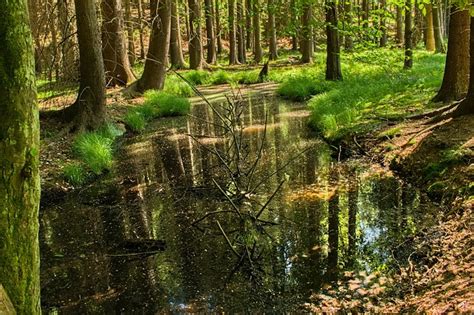 Agua Arroyo Bosque Foto Gratis En Pixabay Pixabay