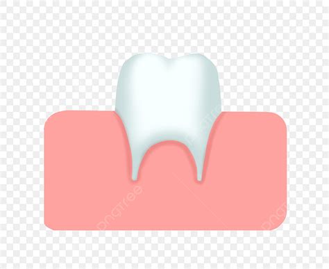 Human Organ Clipart Transparent Background Human Organs Teeth Teeth