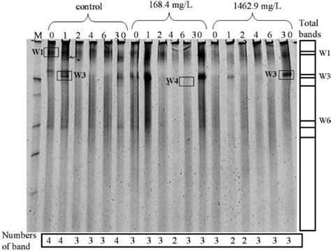 Denaturing Gradient Gel Electrophoresis Dgge Profile Of 16s Rdna Download Scientific Diagram