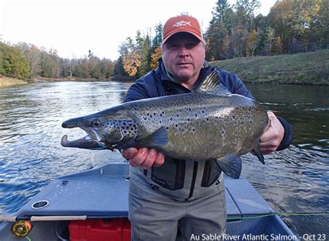 Atlantic Salmon Gallery Streamside Au Sable River Fly Fishing Guides