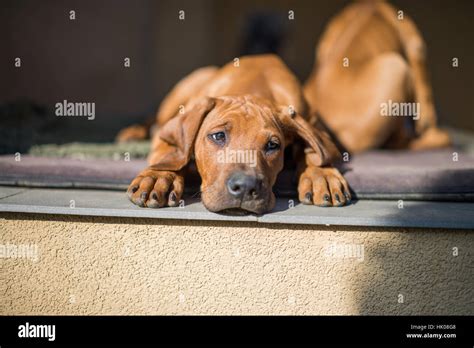 Rhodesian Ridgebacks Fotograf As E Im Genes De Alta Resoluci N Alamy