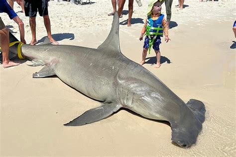 Doctors Reveal Heartbreaking Update on Viral Hammerhead Shark