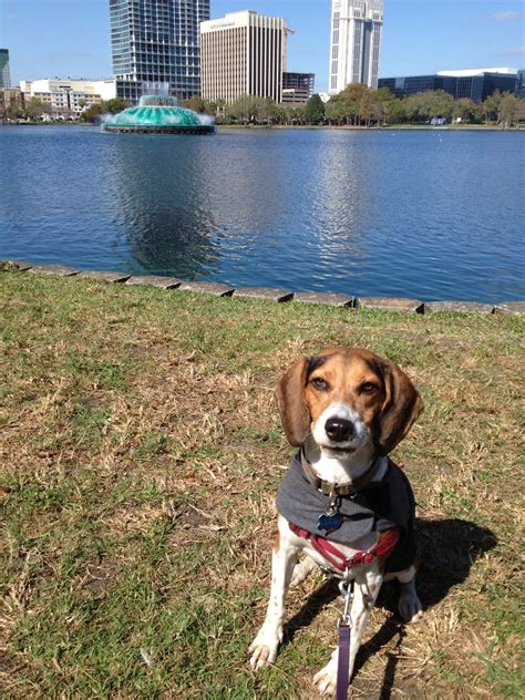 Life With Beagle: Countdown to Global Pet Expo -- Why Orlando is