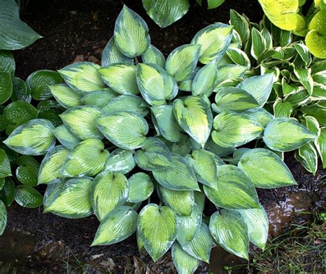 Paradise Joyce Hosta Nh Hostas