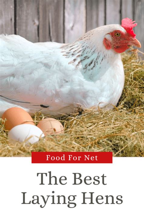 14 Best Laying Hens For Your Backyard Or Homestead | Food For Net