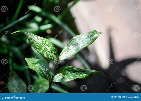 Dracaena Surculosa Lindl Gold Dust Dracaena Or Spotted Dracaena Stock