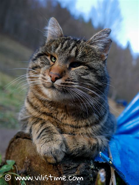 Как се прави домашна майонеза (кето, с пасатор) - Vili's time