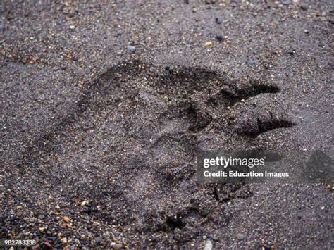 35 Grizzly Bear Footprint Stock Photos, High-Res Pictures, and Images ...