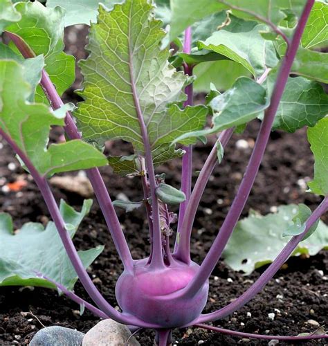 Kolibri Kohlrabi Seeds – West Coast Seeds