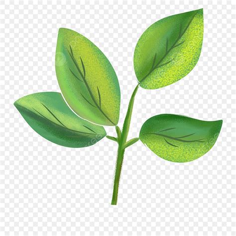 Daun Hd Transparent Pucuk Daun Daun Hijau Pucuk Hijau Png Image For